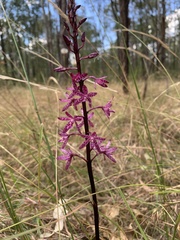 Dipodium punctatum