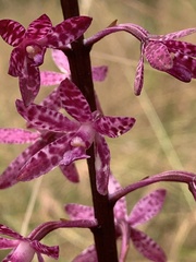Dipodium punctatum
