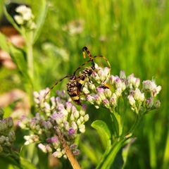 Andrachydes transandinus