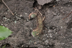 Mammillaria scrippsiana