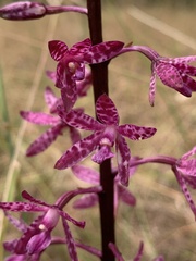 Dipodium punctatum