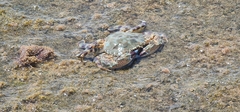 Grapsus tenuicrustatus
