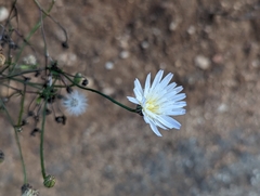 Malacothrix saxatilis