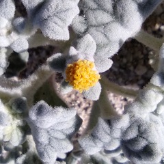 Psathyrotes ramosissima