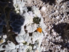 Psathyrotes ramosissima