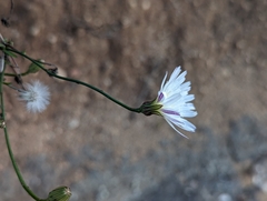 Malacothrix saxatilis