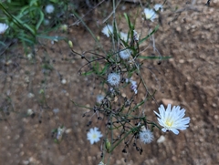 Malacothrix saxatilis