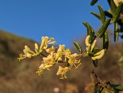 Lonicera subspicata denudata