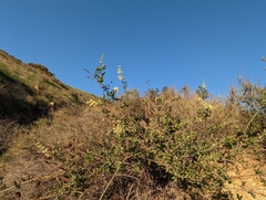 Lonicera subspicata denudata