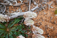Ptilotus seminudus