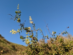 Lonicera subspicata denudata