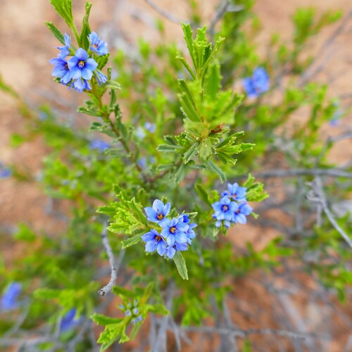 Image of Halgania cyanea by (c) Gary Williams, some rights reserved (CC BY-SA)