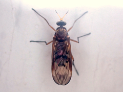 Sylvicola neozelandicus