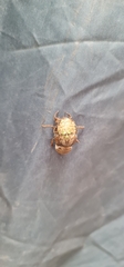 Cicadoidea