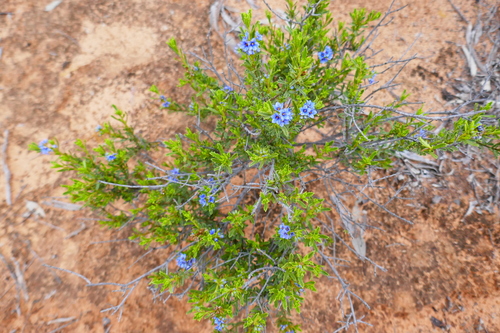 Image of Halgania cyanea by (c) Gary Williams, some rights reserved (CC BY-SA)