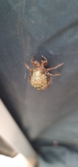 Cicadoidea