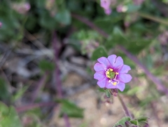 Mirabilis laevis