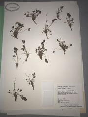 Oxyria digyna