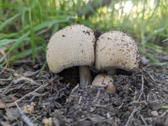 Coprinellus bipellis