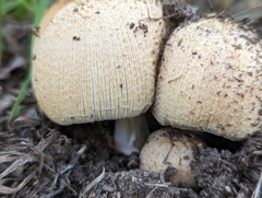 Coprinellus bipellis