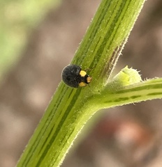 Apolinus lividigaster