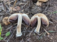 Coprinellus bipellis