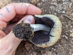 Coprinellus bipellis