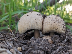 Coprinellus bipellis