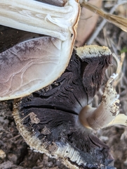 Coprinellus bipellis