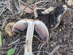 Coprinellus bipellis