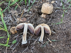 Coprinellus bipellis