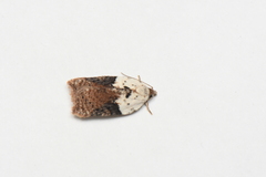 Acleris braunana