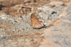 Charaxes bernardus