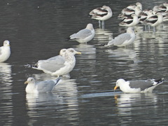 Larus glaucoides thayeri
