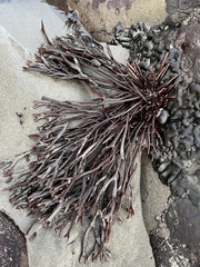 Ahnfeltiopsis linearis