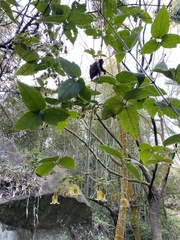 Clematis leschenaultiana