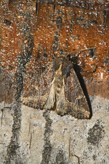 Helotropha reniformis