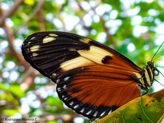 Heliconius ismenius metaphorus