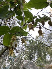 Clematis leschenaultiana