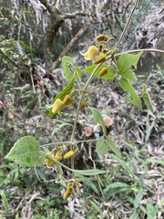 Clematis leschenaultiana