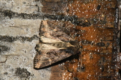 Helotropha reniformis