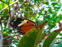 Heliconius ismenius metaphorus