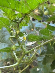 Solanum capsicoides