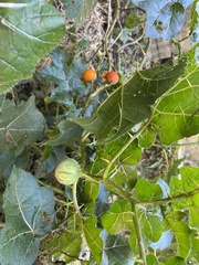 Solanum capsicoides