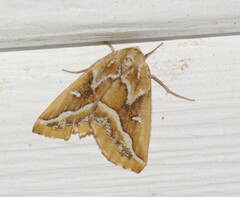 Caripeta angustiorata