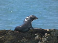 Arctocephalus