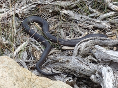 Pseudonaja affinis affinis