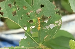Myrmaplata plataleoides
