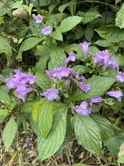 Strobilanthes