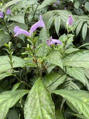 Strobilanthes
